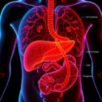 gpr146-in-fat-tissue-fuels-liver-fat-buildup