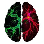 correction:-aldh2-boosts-prdx6-to-prevent-neuron-death