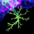 faecalibacterium-prausnitzii-boosts-motor-skills-in-parkinson’s