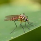 north-american-culex-pipiens-can-transmit-usutu-virus