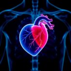 breakthrough-single-dose-treatment-accelerates-healing-after-heart-attack