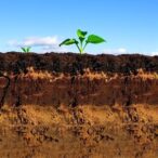 exploring-organic-carbon-amendments:-enhancing-soil-health-and-boosting-carbon-storage