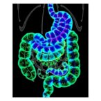 high-resolution-spatial-mapping-of-gut-microbiome