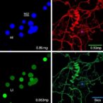 efficient-production-of-human-spinal-gabaergic-progenitors
