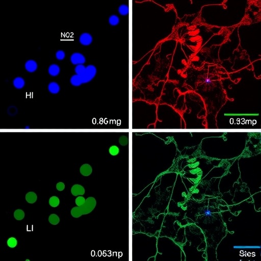efficient-production-of-human-spinal-gabaergic-progenitors