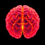 urolithins-a-and-b-protect-brain-in-alzheimer’s-model