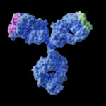 enhancing-quality-and-accelerating-the-development-of-bispecific-antibodies
