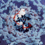 therapeutic-mrna-reverses-genetic-infertility-in-male-mouse-model