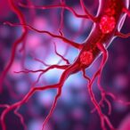 perivascular-cells-drive-repair-macrophages-in-vascular-injury