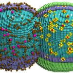 simulating-life:-4d-whole-cell-model-of-a-minimal-bacterium