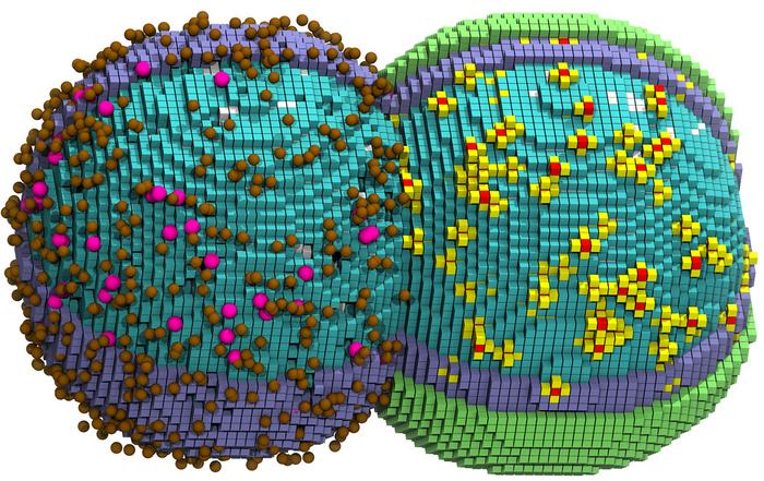 simulating-life:-4d-whole-cell-model-of-a-minimal-bacterium