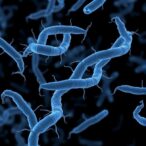 unique-genomic-pathways-in-invasive-salmonella-st313