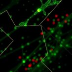 cas13-activation-controls-lysogeny-in-type-vi-a-crispr