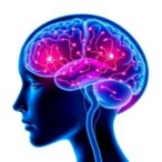 amygdala-gaba-neurons-regulate-stress,-reproduction-in-females