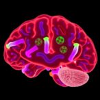 aging-spurs-metastasis-through-stress-response