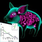 inhaled-nitric-oxide-boosts-piglet-splanchnic-perfusion
