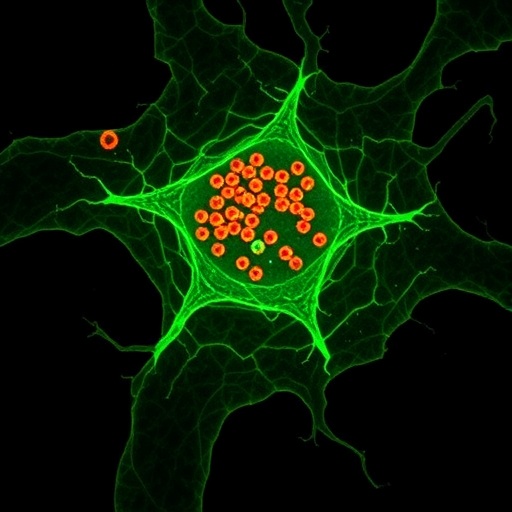 logic-gated-trispecific-engager-boosts-tumor-macrophage-killing