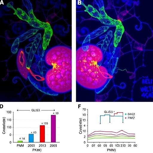 glis3-controls-pkm2-in-polycystic-kidney-metabolism