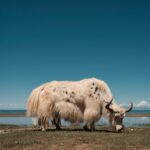 high-altitude-survival-gene-mutation-points-to-strategy-for-repairing-nerve-damage