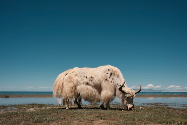 high-altitude-survival-gene-mutation-points-to-strategy-for-repairing-nerve-damage