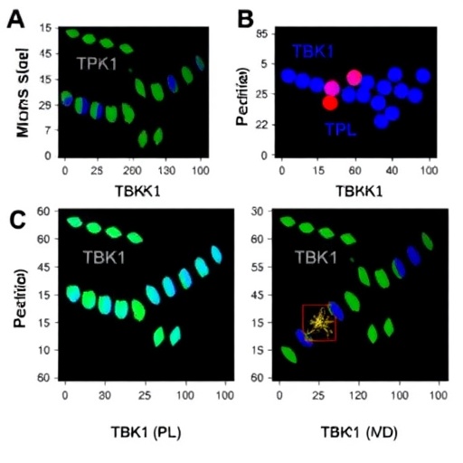 tbk1-shields-against-mash-through-mitochondrial-control