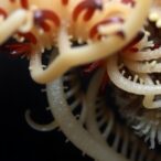 new-planctomycete-species-discovered-underground