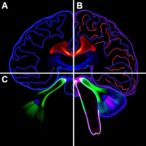 assembly-and-gating-of-native-cerebellar-ampa-receptors