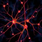 cholinergic-neurons-trigger-local-serotonin-release