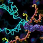 dynein–dynactin–numa-complex:-activation-and-regulation-explained