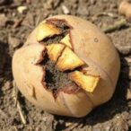 new-research-uncovers-causes-of-potato-dry-rot-in-colorado