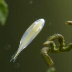 euglena-gracilis-enables-cost-effective-one-step-antibacterial-screening