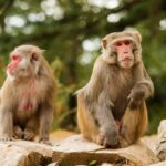 fda,-nih-pledge-more-flexibility-and-$150m-investment-for-animal-testing-alternatives