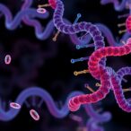 e3-ligase-drives-targeted-microrna-breakdown