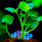 long-term-plant-electrophysiology-via-printed-gel-electrodes