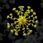 lrp8-identified-as-yellow-fever-virus-receptor