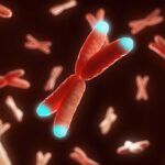 computational-model-predicts-telomere-length-from-images-of-routine-histopathology-slides