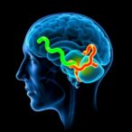 onset-age-shapes-sphingolipid-dopamine-parkinson’s-progression