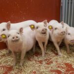 engineered-esophagus-rebuilds-missing-organ-segment-in-pig-models