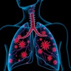 new-research-uncovers-how-the-spleen-to-lung-neutrophil-pathway-drives-antiviral-defense