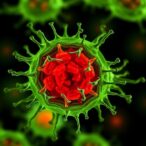 sublethal-dna-damage-halts-b-cell-effector-functions