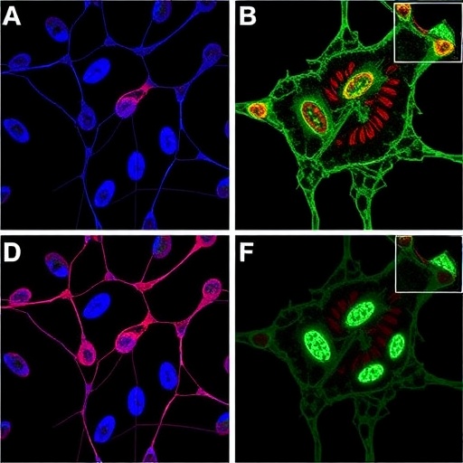alectinib-enhances-car-t-cell-attack-in-alk-neuroblastoma