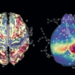 aging-mice-share-features-of-brain-network-decline-with-humans