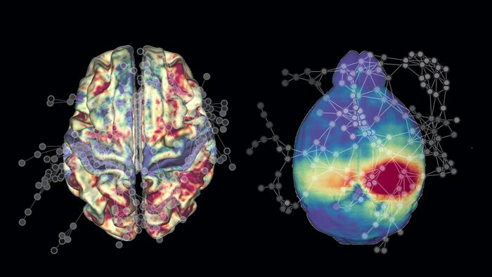 aging-mice-share-features-of-brain-network-decline-with-humans