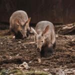 aardvark-halts-trials-of-obesity-candidate,-putting-entire-pipeline-on-pause