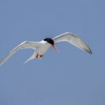 merck,-girding-for-keytruda-cliff,-flies-toward-promising-cml-asset-with-$6.7b-terns-acquisition