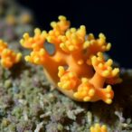 new-antimalarial-dimers-from-deep-sea-fungus