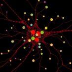 social-status-influences-t-cell-synapse-strength