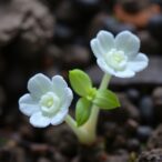 tetracenomycin-y:-rare-actinomycete’s-plant-growth-booster