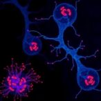 doxorubicin-triggers-inflammation-via-ldha-in-macrophages