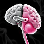 unraveling-white-matter-changes:-vascular-vs.-neurodegeneration